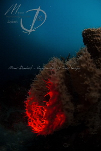 Red Beams
playing with lights & colours by Mona Dienhart 